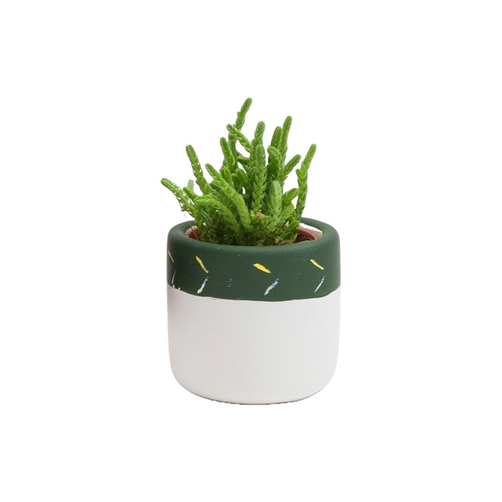 Yeşil Mini Saksı ve Sukulent