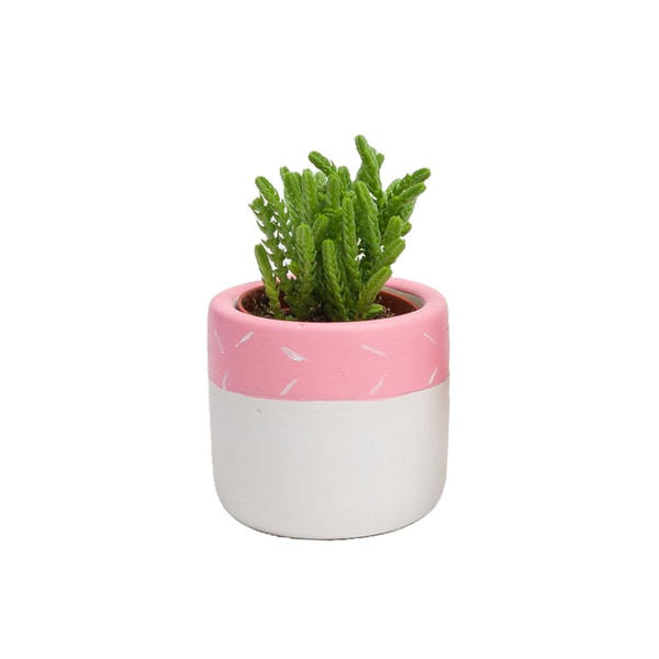 Pembe Mini Saksı ve Sukulent